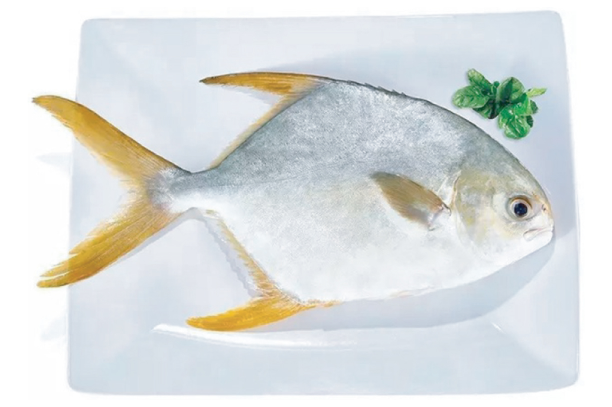 Golden Pomfret GGS Fishman Foods